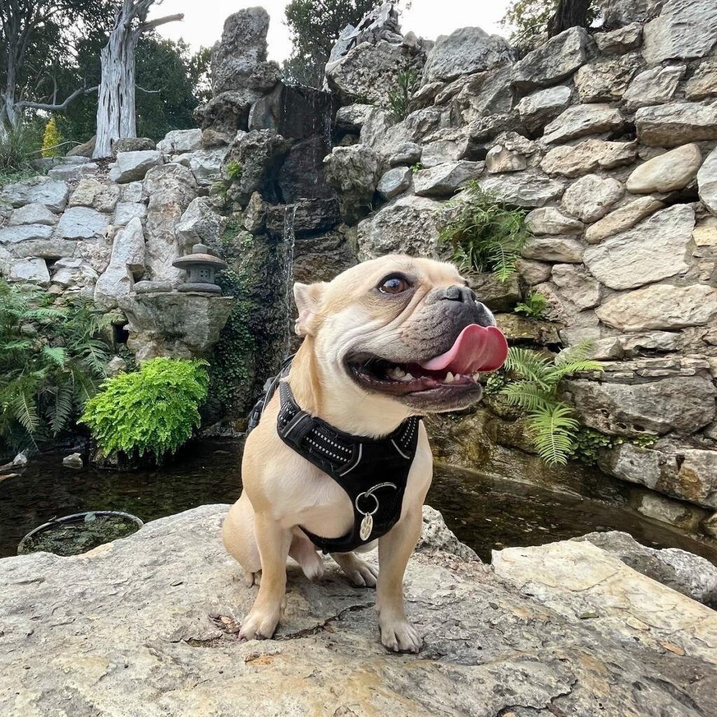 a dog at Zilker Botanical Garden in austin texas